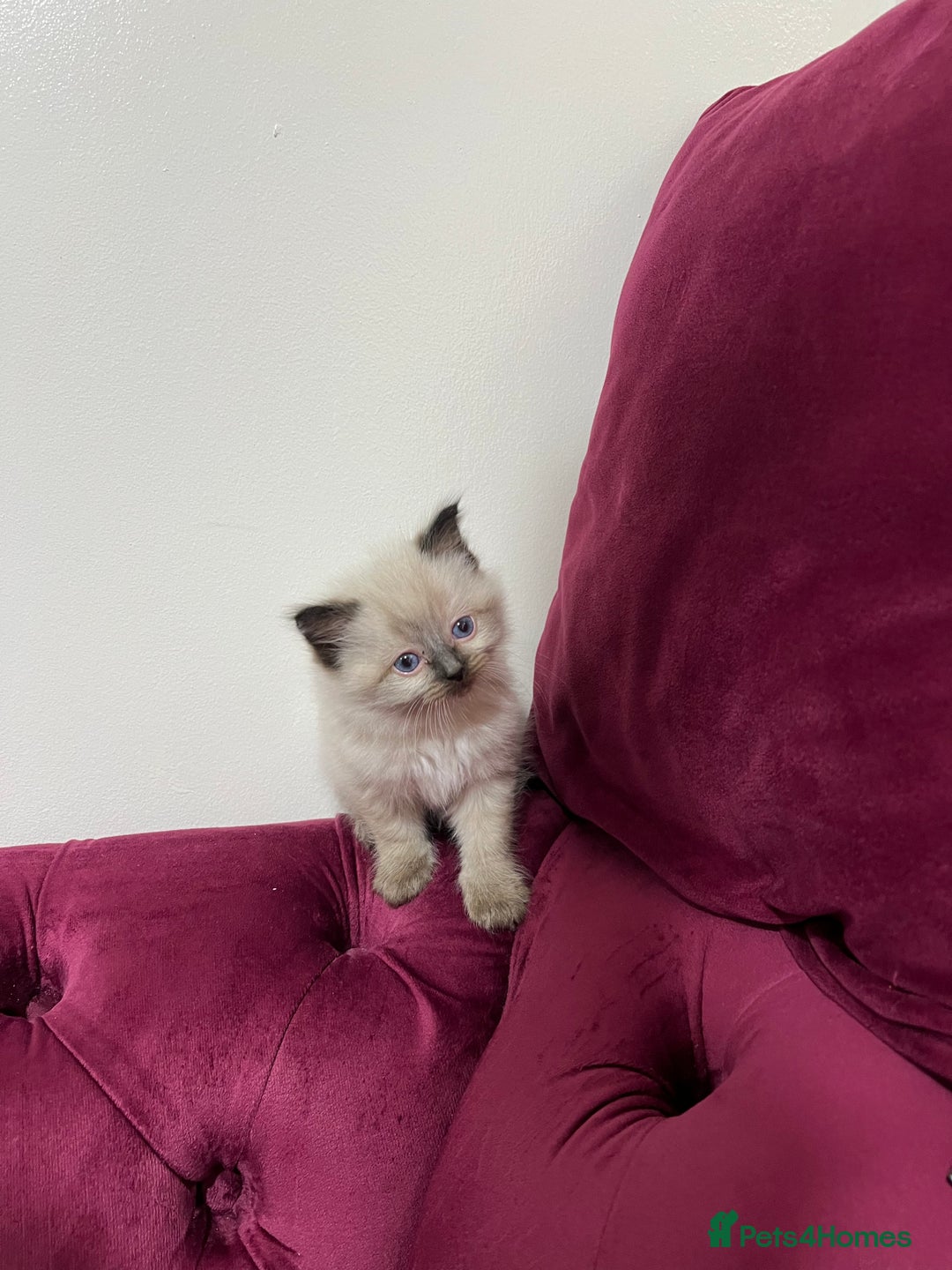 Ragdoll cats for sale: Beautiful Ragdoll Kittens Available  - Advert 14