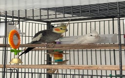 Cockatiels birds for sale: 2 Tamed 3yr old cocktails - Image 1