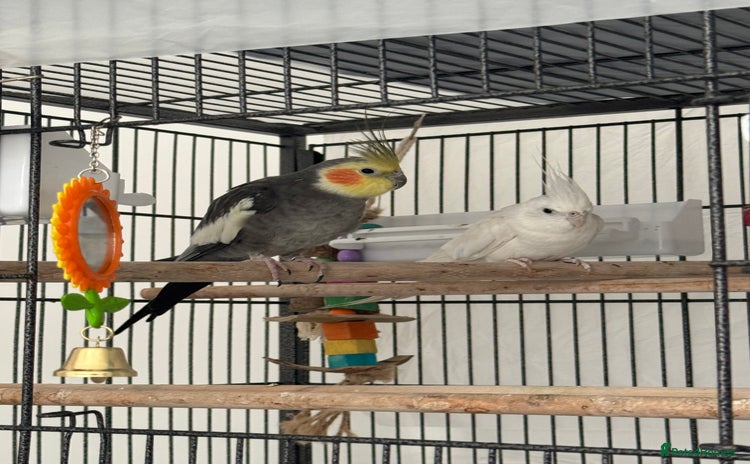 Cockatiels birds - Advert 1