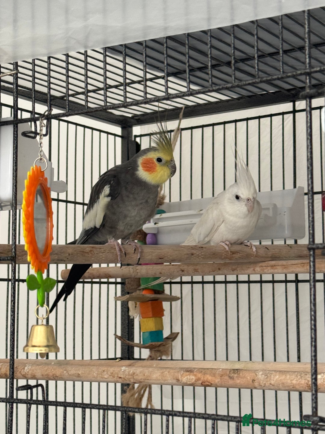 Cockatiels birds for sale: 2 Tamed 3yr old cocktails - Image 1