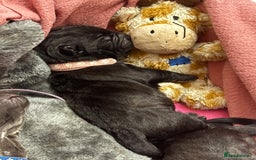 Neapolitan Mastiff dogs for sale: Neapolitan mastiff puppies  - Image 3