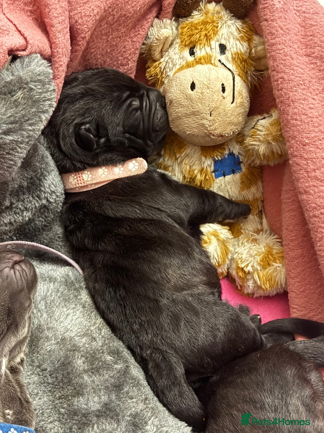 Neapolitan Mastiff dogs for sale: Neapolitan mastiff puppies  - Image 3