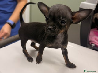 Chihuahua dogs ❣️❣️❣️Adorable Ci looking for forever home ❣️❣️ - Advert 14