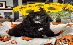 Saint Bernard dogs for sale: F1 last 1 girl left st doodles puppies for sale - Image 34