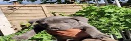 Staffordshire Bull Terrier dogs for sale: Pure blue staffy puppies ready to leave  - Advert 11