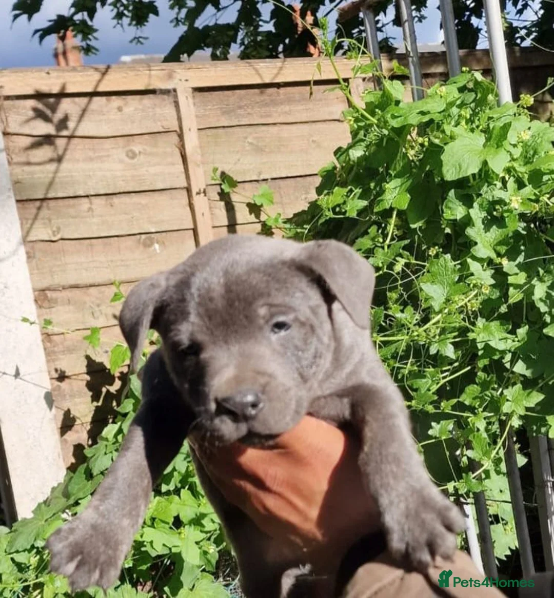 Staffordshire Bull Terrier dogs for sale: Pure staffy last boy left - Advert 1