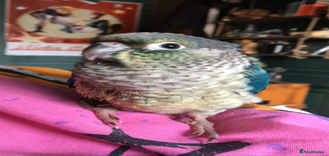 Gallery Image {{count}}