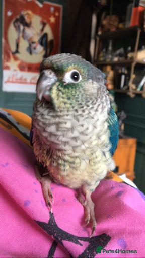 Gallery Image {{count}}