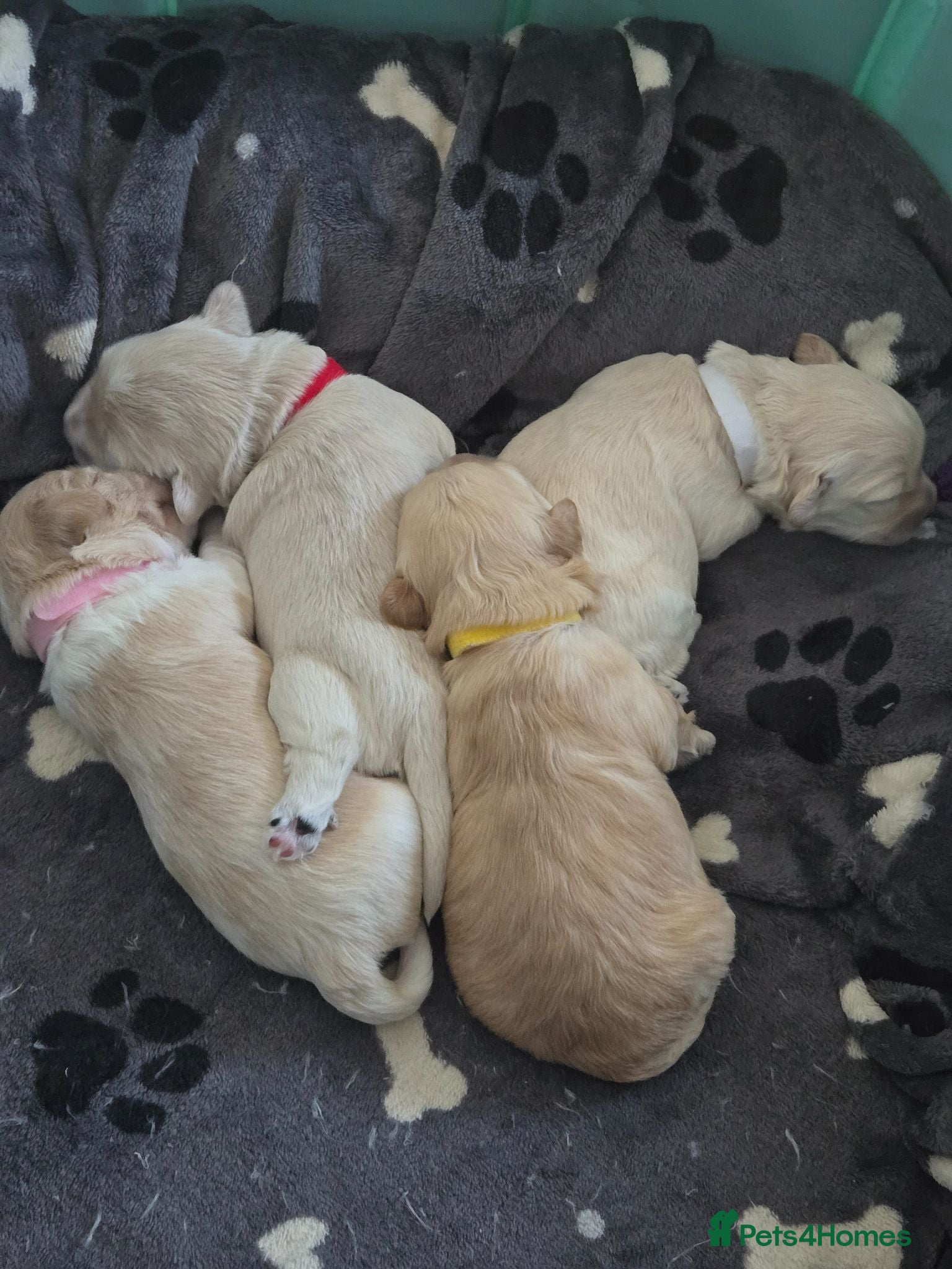 Maltipoo dogs Beautiful Maltipoo puppies available in July - Advert 17