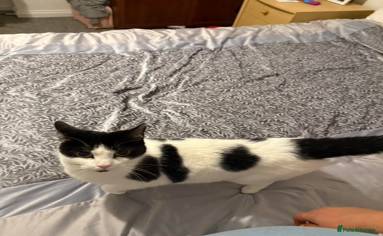 Domestic Shorthair cats - Advert 1