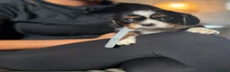 Cavalier King Charles Spaniel dogs for sale: KC registered King Charles cavaliers  - Advert 5