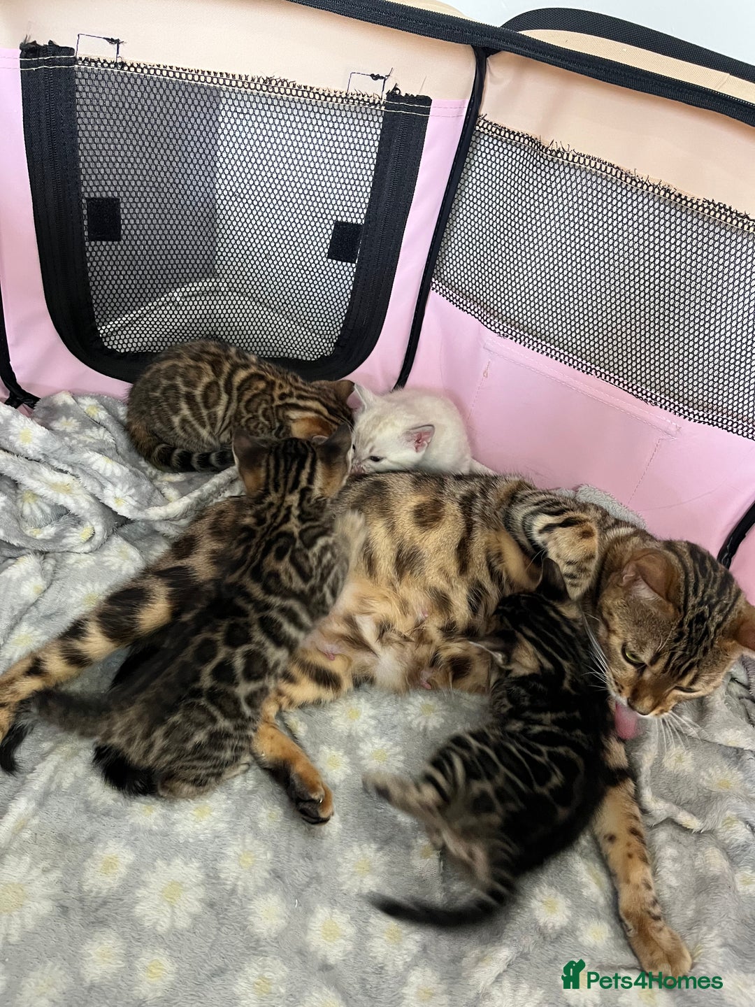 Bengal cats for sale: Baby bengals - Image 7