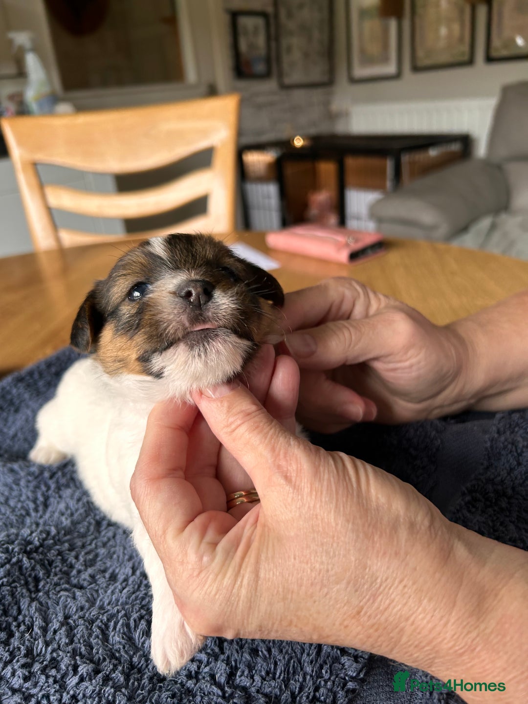 Jack Russell dogs for sale: Pedigree Jack Russell Terriers - Image 14