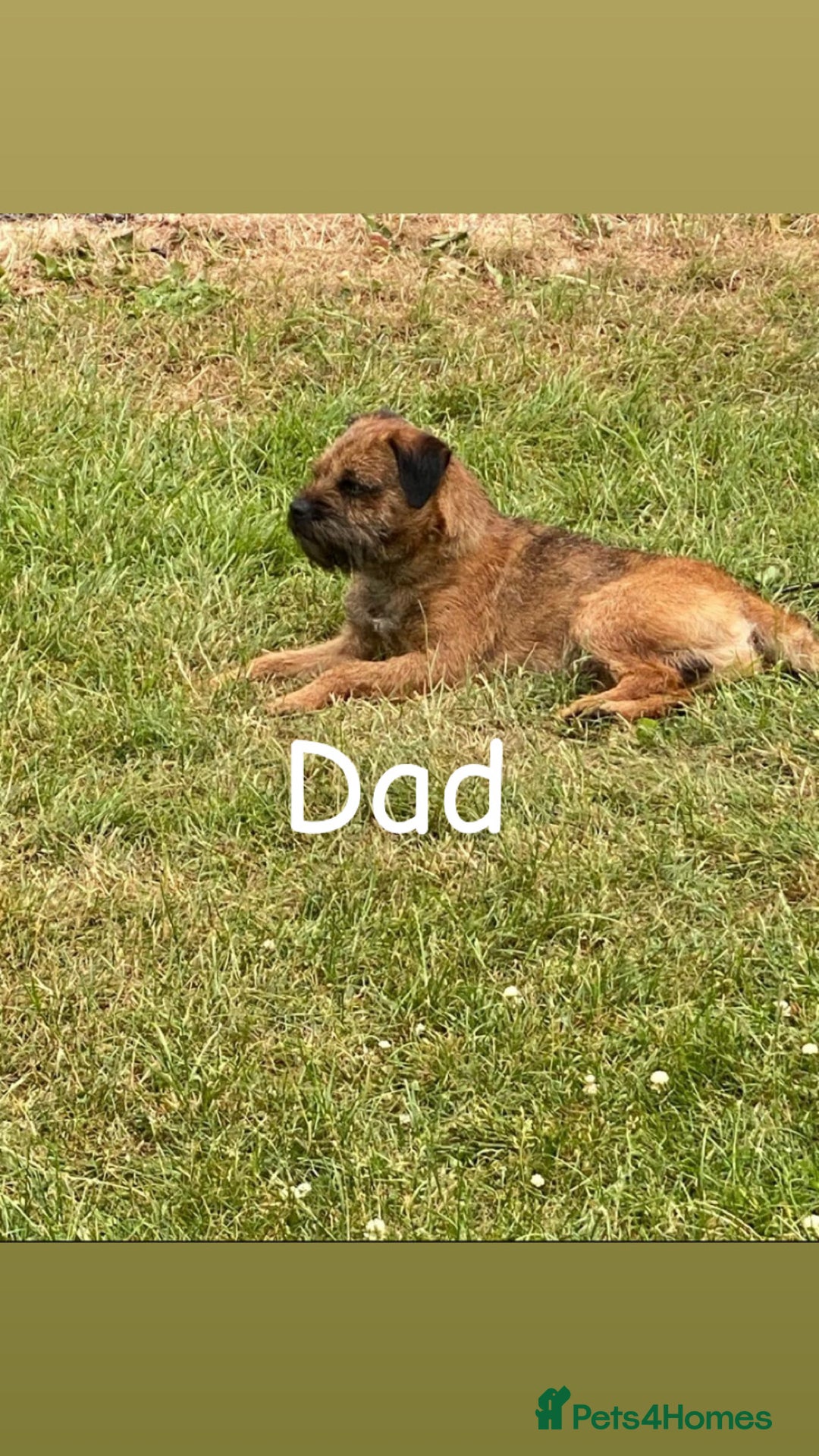 Border Terrier dogs for sale: 6 Beautiful border terrier pups - Image 8
