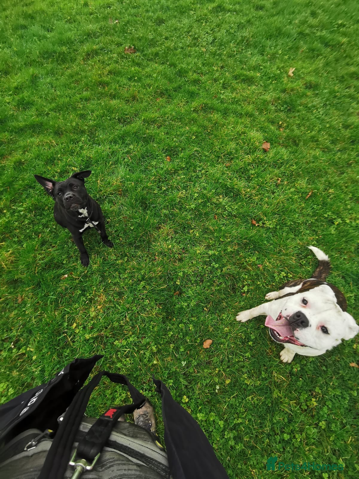 Mixed Breed dogs Puppy for sale 240 for borh in Swansea - Advert 1