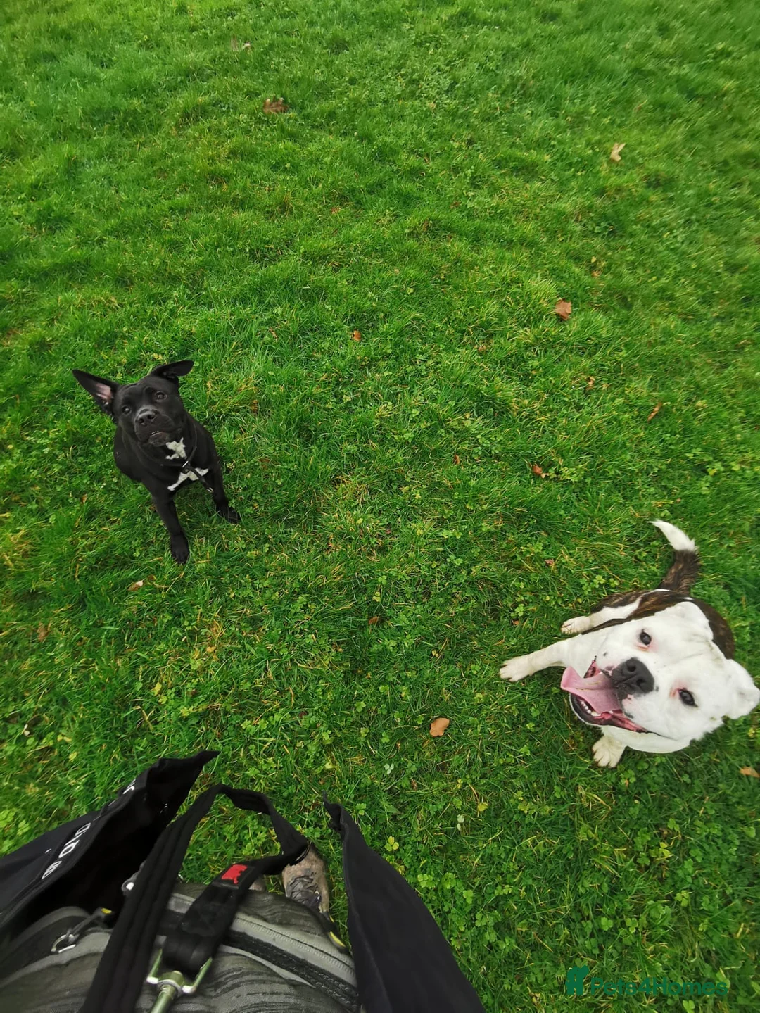 Mixed Breed dogs for sale: Puppy for sale 240 for borh in Swansea - Advert 1