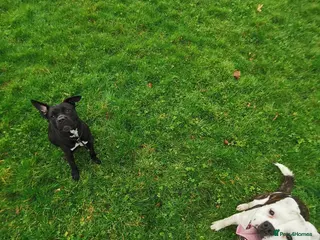 Mixed Breed dogs Puppy for sale 240 for borh in Swansea - Advert 1