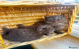 British Shorthair cats for sale: GCCF reg BS kittens true to type cinnamon  - Image 5