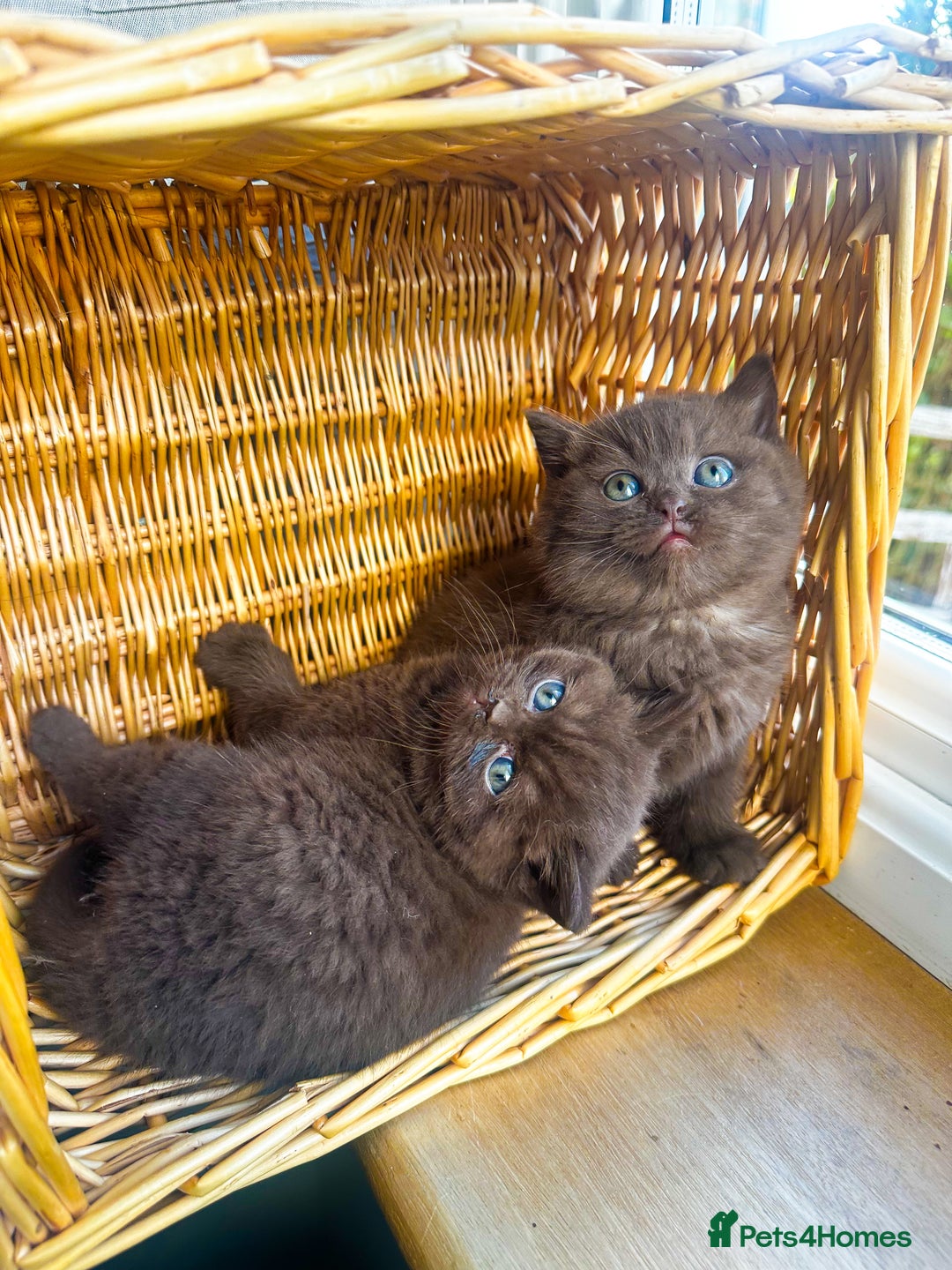British Shorthair cats for sale: GCCF reg BS kittens true to type cinnamon  - Image 5