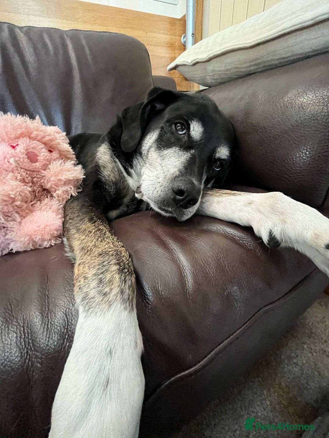 Mixed Breed dogs for sale: Tieka 9yr Old Lab Mix Looking for Forever Home - Image 2