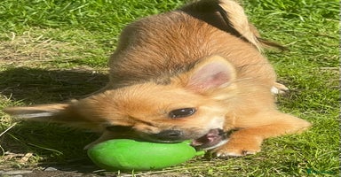 Chihuahua dogs - Advert 2