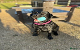 Labrador Retriever dogs for sale: 6 year old Labrador - Delilah - Image 7