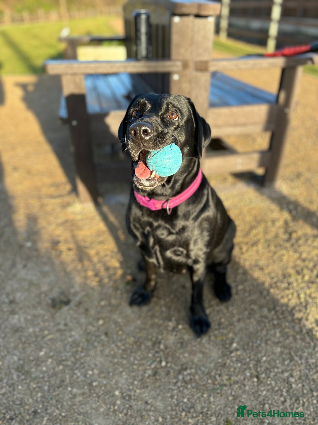 Labrador Retriever dogs for sale: 6 year old Labrador - Delilah - Image 7