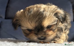 Lhasa Apso dogs for sale: Lhasa Apso Puppies – Tiny Tails, Big Hearts! - Image 23