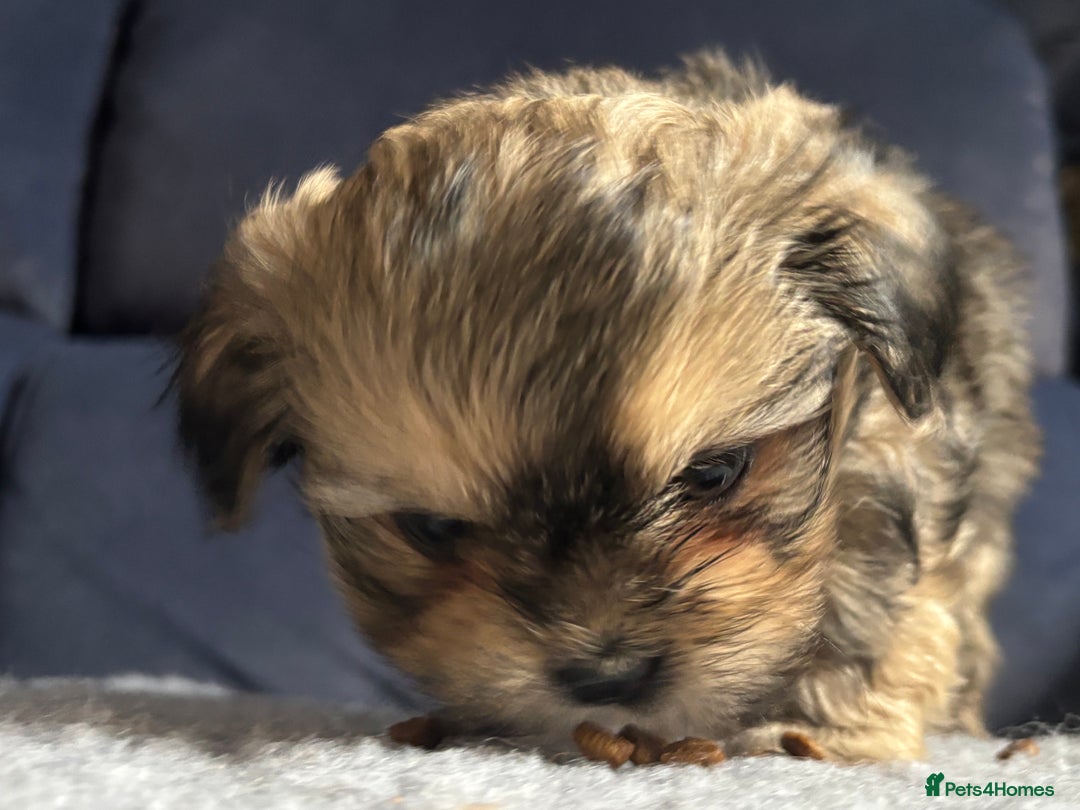 Lhasa Apso dogs for sale: Lhasa Apso Puppies – Tiny Tails, Big Hearts! - Image 23