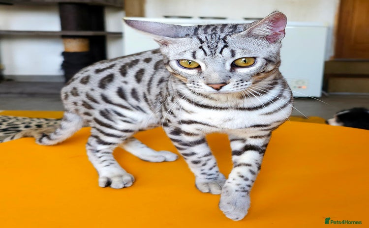 Bengal cats Exceptional Silver Rosetted Boy Available  - Advert 1
