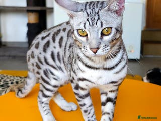 Bengal cats Exceptional Silver Rosetted Boy Available - Advert 13