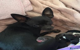 Chihuahua dogs for sale: 2 beautiful chihuahua boys  - Image 6