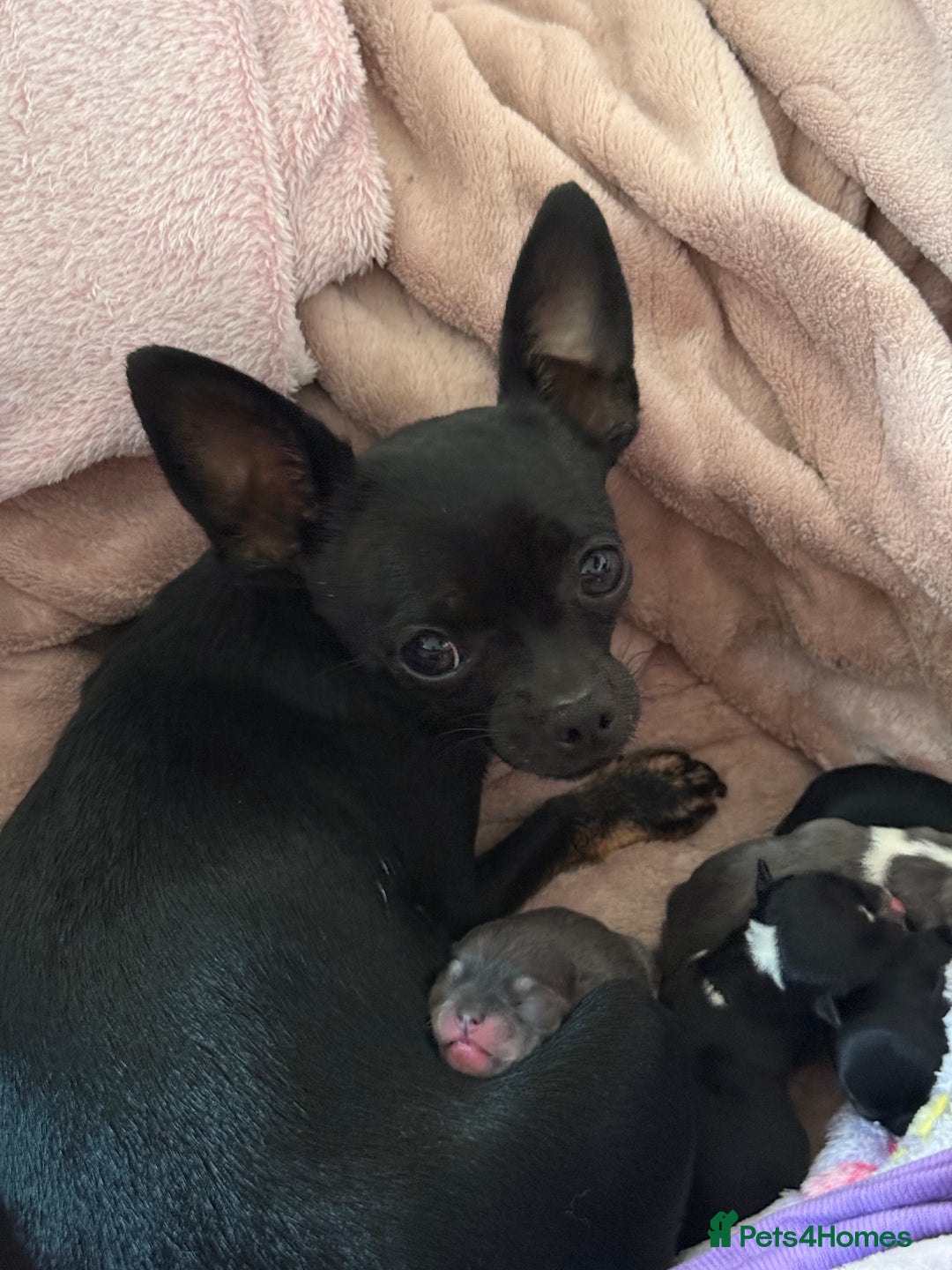 Chihuahua dogs for sale: 2 beautiful chihuahua boys  - Image 6