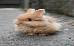 Mixed Breed rabbits for sale: Angora x Lionhead Female Looking For Home  - Image 2