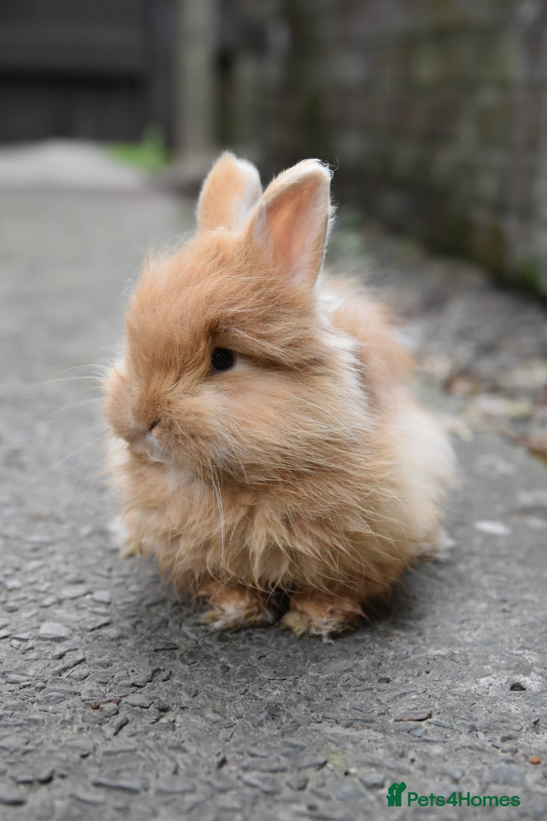 Mixed Breed rabbits for sale: Angora x Lionhead Female Looking For Home  - Image 2