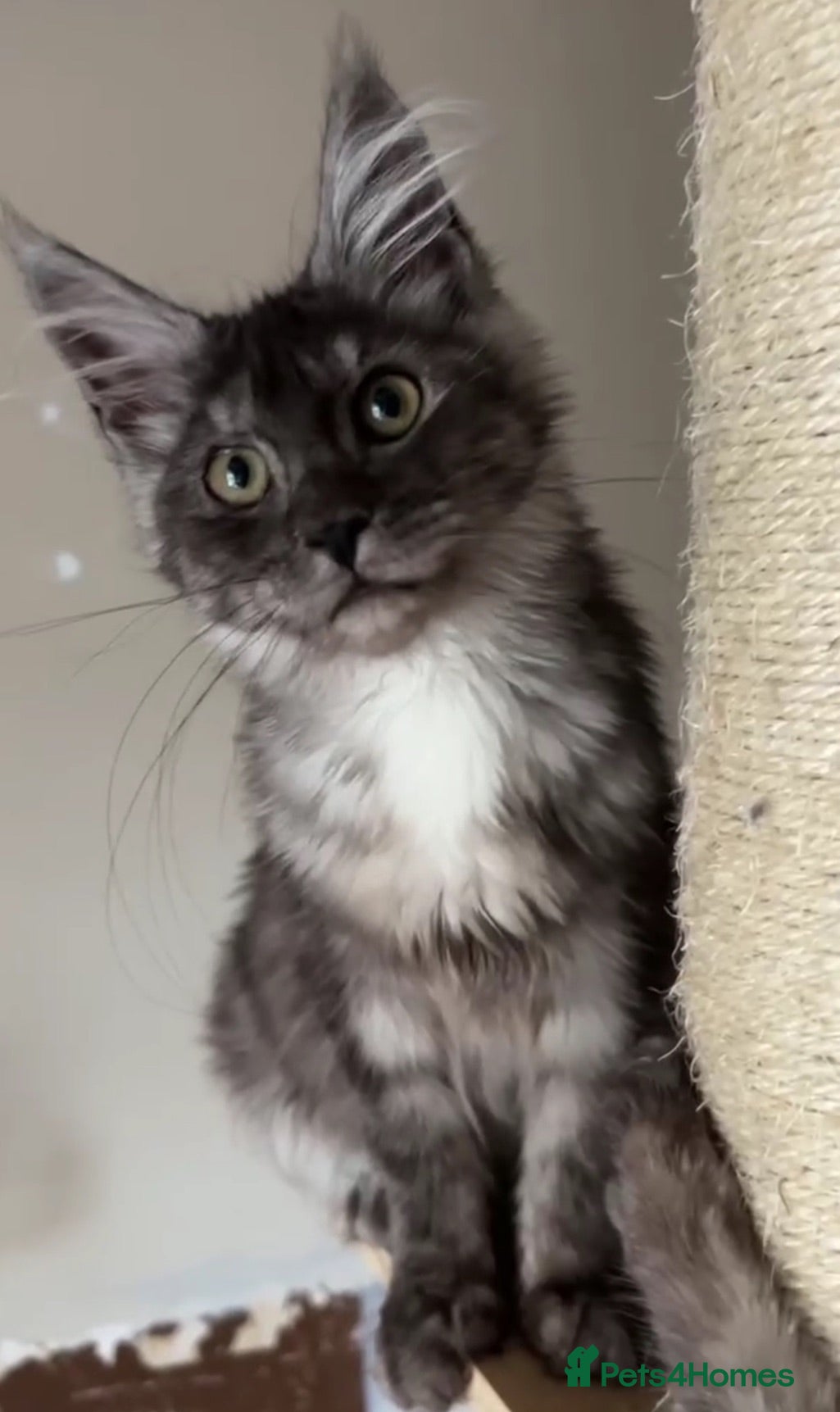 Maine Coon cats Maine coon Kitten redy now  - Advert 15