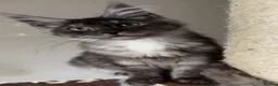 Maine Coon cats for sale: Maine coon Kitten redy now  - Advert 1