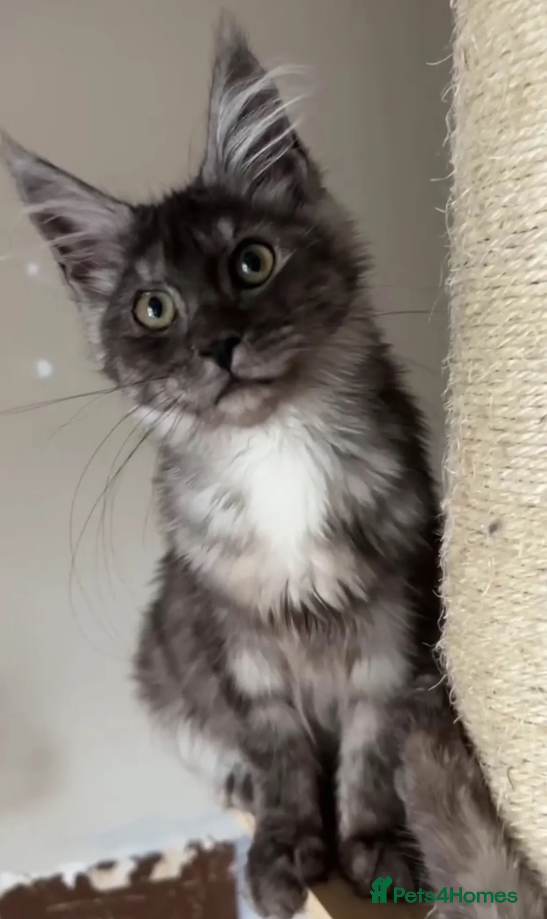 Maine Coon cats for sale: Maine coon Kitten redy now  - Advert 1