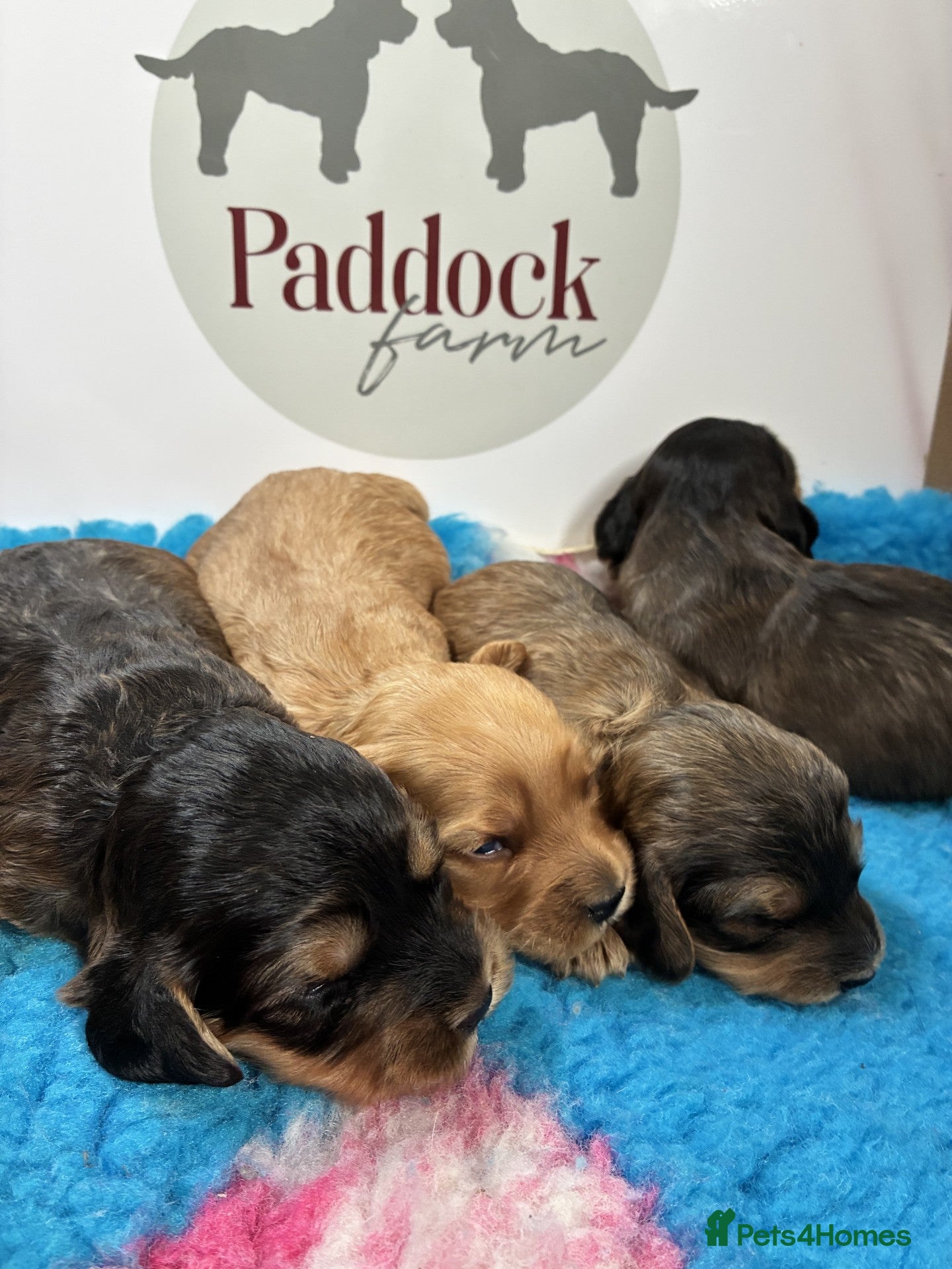 Cockapoo dogs 🌟 Superb F1 cockapoo puppies 🌟 - Advert 1