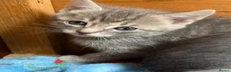 Mixed Breed cats for sale: Farm reared grey kittens  - Advert 4
