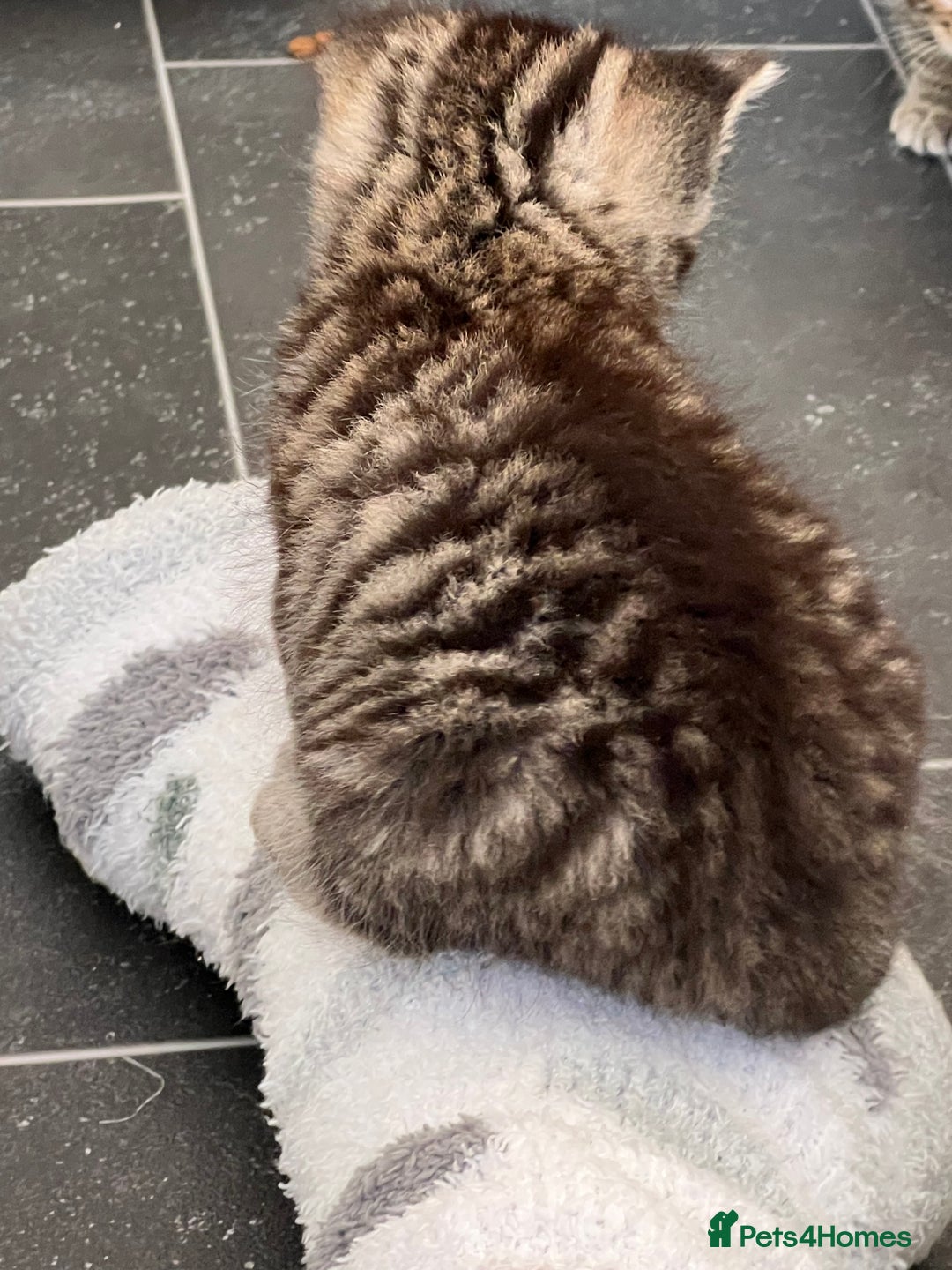 Mixed Breed cats for sale: CLEMENTINE’S CUTIES - (MUM with BENGAL)   - Advert 21