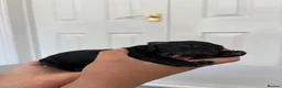 Australian Labradoodle dogs for sale: Australian labradoodle's  - Advert 10
