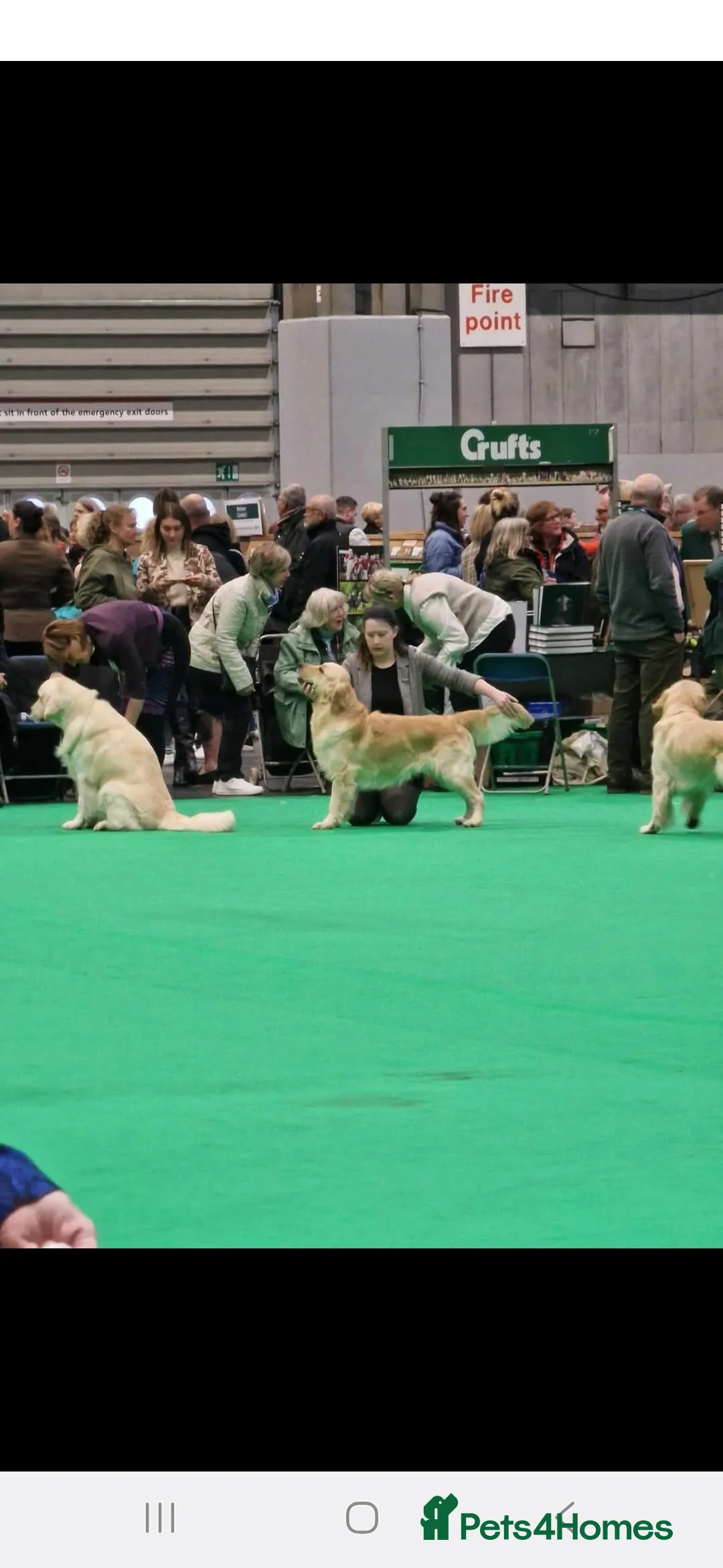 Golden Retriever dogs for sale: Beautiful male golden retriever  - Advert 7