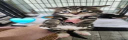 Mixed Breed cats for sale: 3 adorable tabby kittens - Advert 11