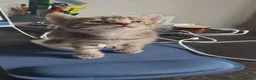 Mixed Breed cats for sale: 3 little boys  - Advert 4