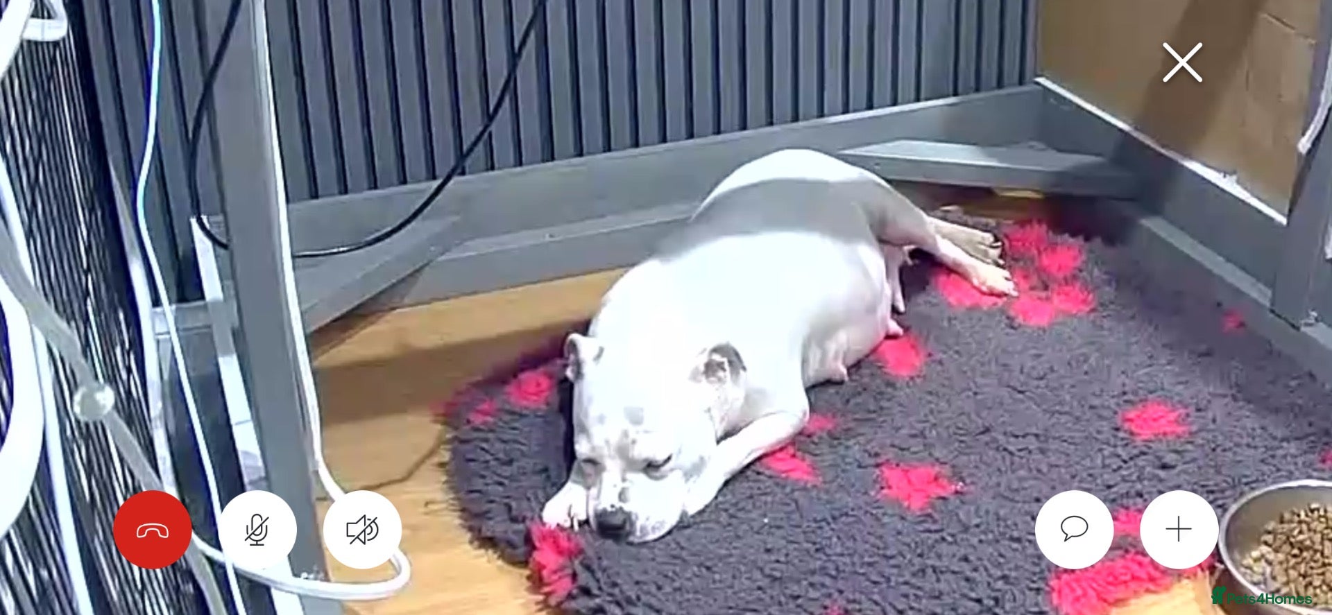 Staffordshire Bull Terrier dogs chloe x arthur pups - Advert 11