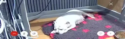Staffordshire Bull Terrier dogs for sale: chloe x arthur pups - Advert 1