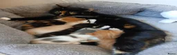 Mixed Breed cats for sale: 2 Calico Girls and 1 Ginger Male - Advert 16
