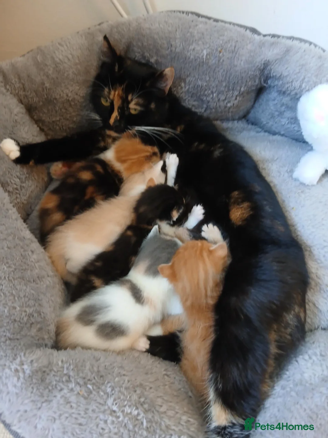 Mixed Breed cats for sale: 2 Calico Girls and 1 Ginger Male - Advert 16