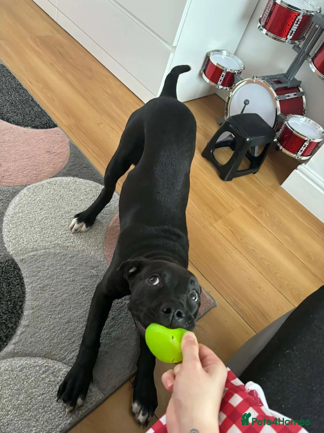 Mixed Breed dogs for sale: Staffy x presa canario  - Advert 6